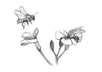Product Image for 2023 Eola-Amity Chardonnay